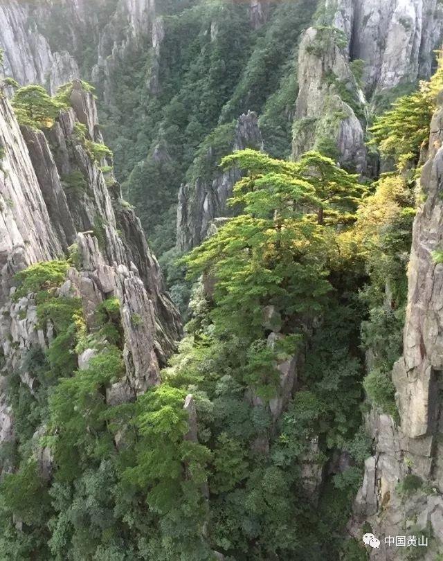 石榴树的根、茎、叶、花、果实、用途用途游戏画面